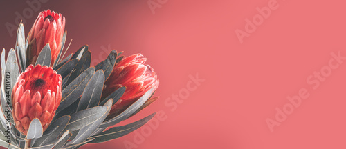 Protea buds closeup. Bunch of red King Protea flowers. Valentine's Day bouque...