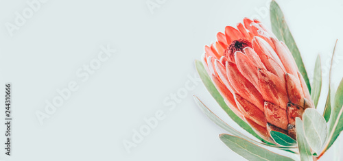 Protea bud closeup. Pink King Protea flower isolated on grey background. Beau...