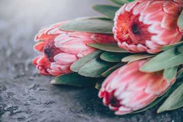 Wall Mural - Protea buds closeup. Bunch of pink King Protea flowers over dark background. Valentine's Day bouquet