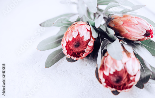 Protea buds closeup. Bunch of pink King Protea flowers over grey background. ...