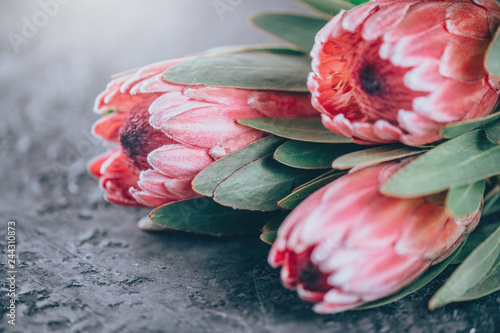 Protea buds closeup. Bunch of pink King Protea flowers over dark background. ...