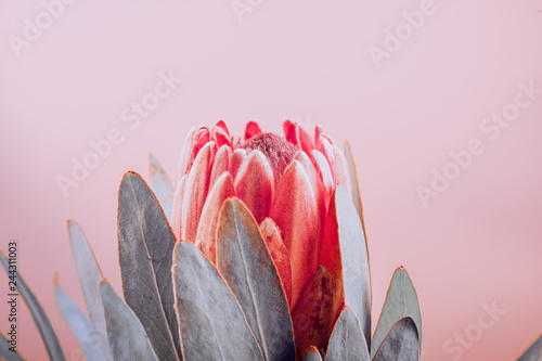 Protea bud closeup. Red King Protea flower on pink background. Beautiful fash...