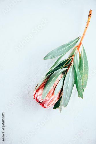 Protea bud closeup. Pink King Protea flower isolated on grey background. Beau...