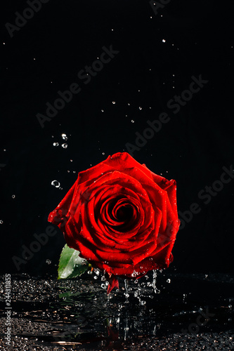 A Close Up Photograph Of A Deep Red Blossoming Rose Covered In