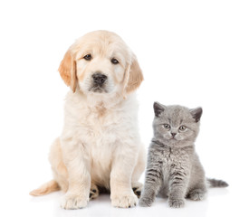 Poster - Golden retriever puppy sitting with gray kitten. isolated on white background