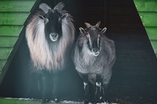   Cute  Male And Female  Himalayan Tahr (Hemitragus Jemlahicus) . Looking At Camera. Funny Photo Of A Pair Of Animals