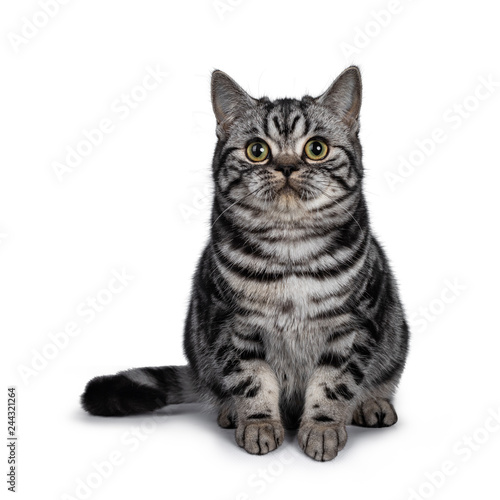 Cute Dark Tabby British Shorthair Cat Kitten Sitting Facing Front
