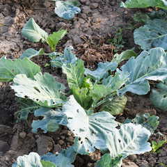 Wall Mural - The cabbage field