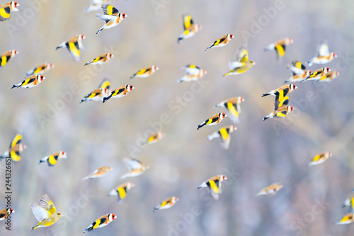 Fotografía goldfinches fly over the forest