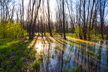 Evening Scene, Flooded Spring Forest In A Rays Of Evening Sun