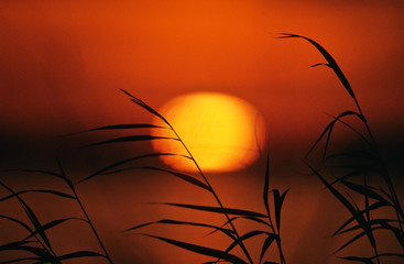 Wall Mural - common reeds (phragmites australis) against setting sun.