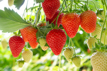 Harvesting Of Fresh Ripe Big Red Strawberry Fruit In Dutch Greenhouse