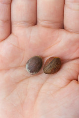 two pine nuts in hand