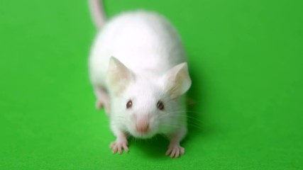 Wall Mural - white mouse on a green background