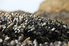 Fresh Mussels Formation On A Rock On The Beach At The Atlantic Ocean At The Low Tide.