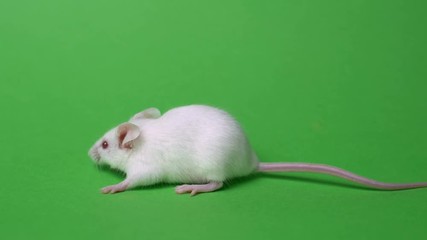 Wall Mural - white mouse on a green background