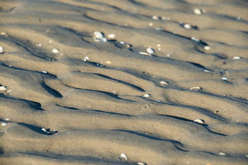 Structure and lines in the sea sand with seashells 