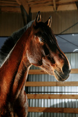 Wall Mural - An elegant brown horse in studio