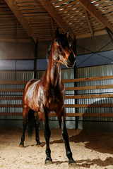 Wall Mural - Horse studio light