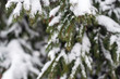 © Yekatseryna - Spruce covered with snow outdoors background