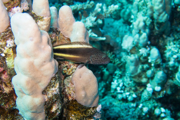 Wall Mural - An adult black-sided hawkfish, freckled hawkfish or Forster's hawkfish (Paracirrhites forsteri) luring for bait on the hard corals of the reef in the Red Sea in Egypt