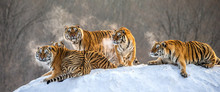 Several Siberian Tigers On A Snowy Hill Against The Background Of Winter Trees. China. Harbin. Mudanjiang Province. Hengdaohezi Park. Siberian Tiger Park. Winter. Hard Frost. (Panthera Tgris Altaica)