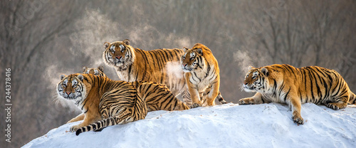 Dekoracja na wymiar  kilka-tygrysow-syberyjskich-na-zasniezonym-wzgorzu-na-tle-drzew-zima-chiny-harbin-prowincja