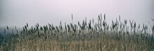 Thickets Of Reeds And Snow On A Meadow On A Foggy Day, Panoramic Landscape. Web Banner For Design.