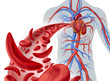 Sickle Cell Heart Circulation