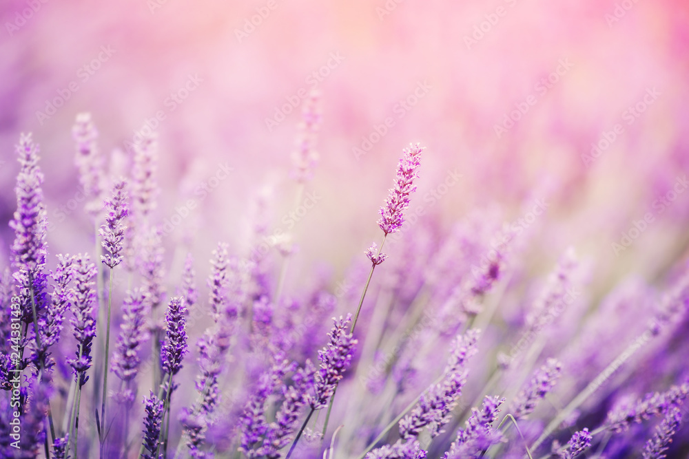 Closeup of lavender, purple tone sunlight. Fabulous magical artistic image of dream, copy space - obrazy, fototapety, plakaty 