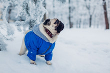 Pug Dog Walking On Snow In Park. Puppy Wearing Winter Coat