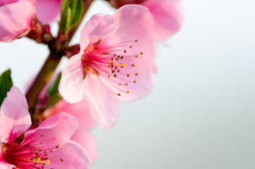 Canvas Print - pink peach blossom