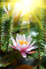 Canvas Print - beautiful water lily