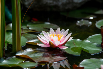 Canvas Print - beautiful water lily