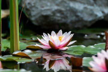 Canvas Print - beautiful water lily