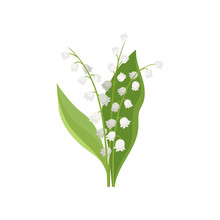 Lily Of The Valley Free Stock Photo - Public Domain Pictures