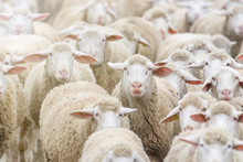 Flock Of Sheep, Sheep Farm