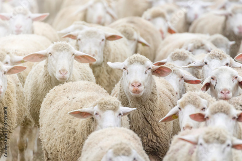 Fotografía Flock of sheep, sheep farm
