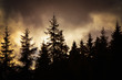 twilight in a pine forest covered with dark clouds, a threatening atmosphere, fantasy background