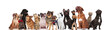 adorable group of curious cats and dogs look up