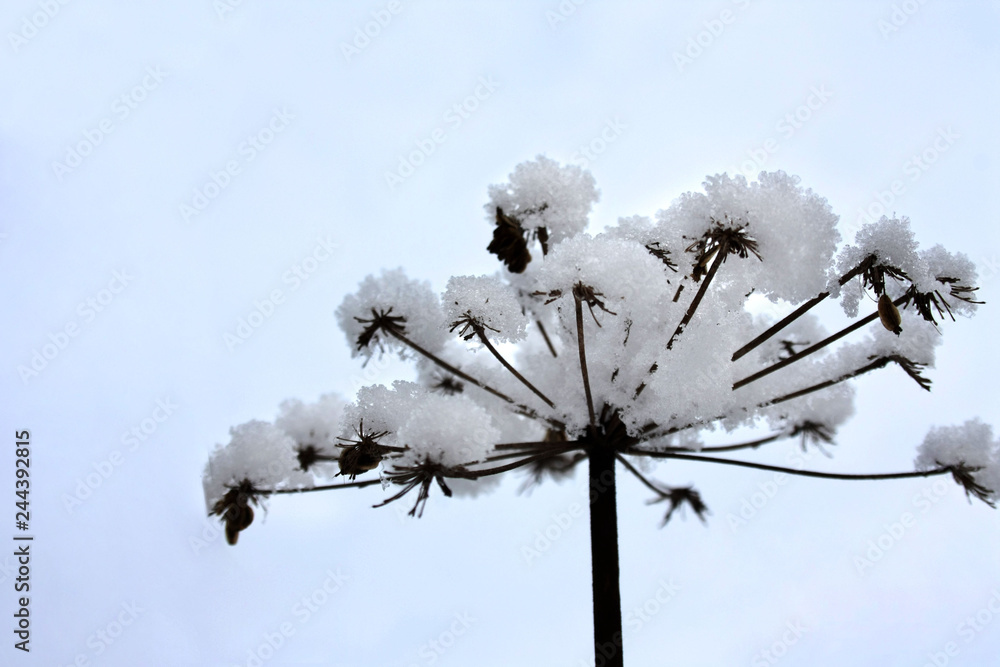 Śnieżny kwiat - obrazy, fototapety, plakaty 