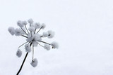 Fototapeta Dmuchawce - Biały zimowy kwiat