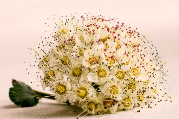 Wall Mural - inflorescence of small flowers on white background, close-up