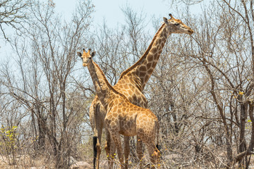 Two giraffes together in Kruger Park