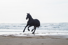 Black Friasian Horse On Beach