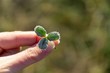 Clover covered with ice coating in hand. Slovakia
