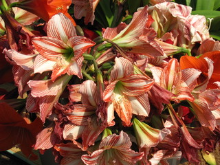  Red and Whte Stripped Lily