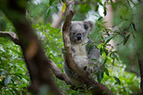 Fototapeta Tęcza - koala