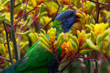 Fototapeta Tęcza - lorikeet