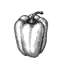 Wall Mural - ink sketch of bell pepper.